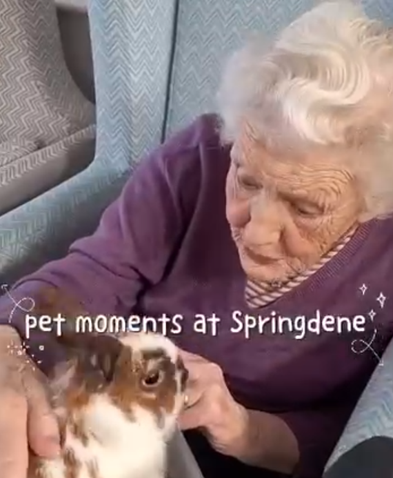 Resident enjoying a rabbit on her lap during an animal therapy session at Springdene Care Homes.