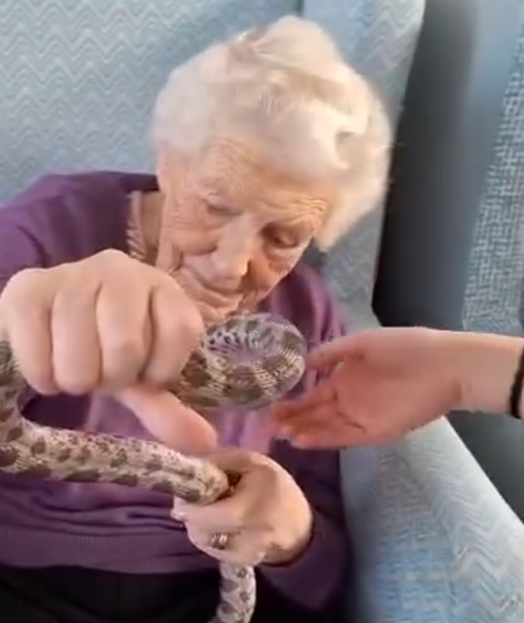 Resident smiling while holding a corn snake during an engaging animal experience at Springdene Care Homes.