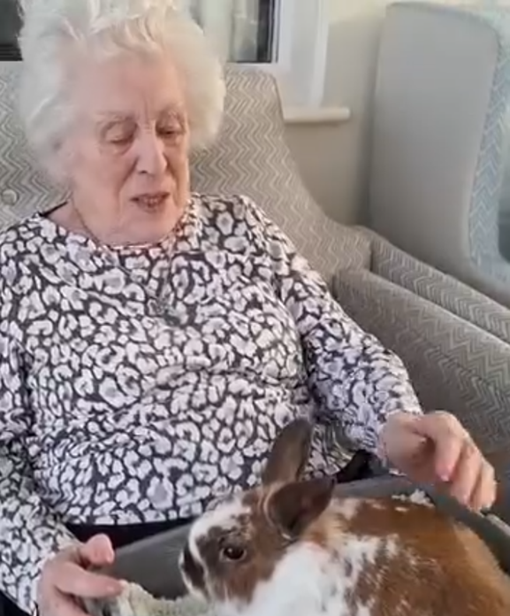 Resident cuddling and gently interacting with a rabbit during an animal wellbeing activity at Springdene Care Homes.